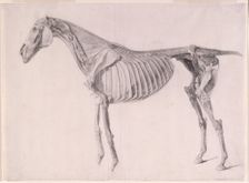 Finished study for The Fifth Anatomical Table of the Muscles ... of the Horse 1756. Creator: George Stubbs