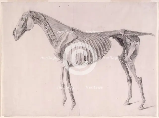 Finished study for 'The Fifth Anatomical Table of the Muscles ... of the Horse', 1756. Creator: George Stubbs.