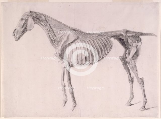 Finished study for 'The Fifth Anatomical Table of the Muscles ... of the Horse', 1756. Creator: George Stubbs.