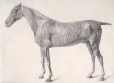Finished study for The First Anatomical Table of the Muscles ... of the Horse 1756. Creator: George Stubbs