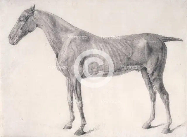 Finished study for 'The First Anatomical Table of the Muscles ... of the Horse', 1756. Creator: George Stubbs.