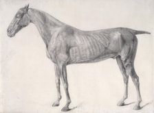 Finished study for The First Anatomical Table of the Muscles ... of the Horse 1756. Creator: George Stubbs