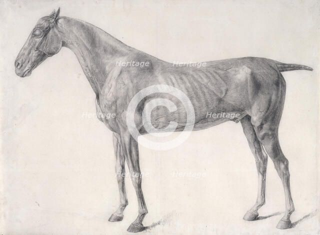 Finished study for 'The First Anatomical Table of the Muscles ... of the Horse', 1756. Creator: George Stubbs.