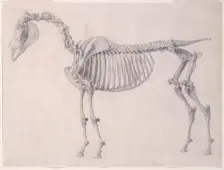 Finished study for The First Anatomical Table of the Skeleton of the Horse 1756. Creator: George Stubbs