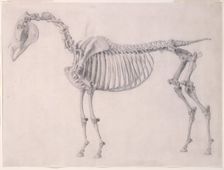 Finished study for The First Anatomical Table of the Skeleton of the Horse 1756. Creator: George Stubbs