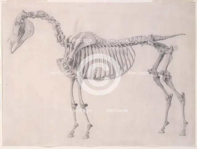 Finished study for 'The First Anatomical Table of the Skeleton of the Horse', 1756. Creator: George Stubbs.