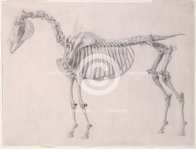 Finished study for 'The First Anatomical Table of the Skeleton of the Horse', 1756. Creator: George Stubbs.