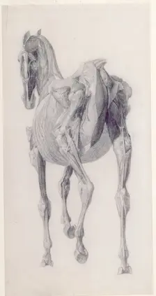 Finished study for The Fourteenth Anatomical Table of the Muscles ... of the Horse 1756. Creator: George Stubbs