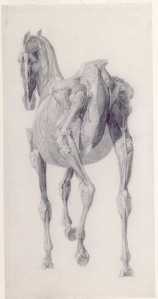 Finished study for The Fourteenth Anatomical Table of the Muscles ... of the Horse 1756. Creator: George Stubbs