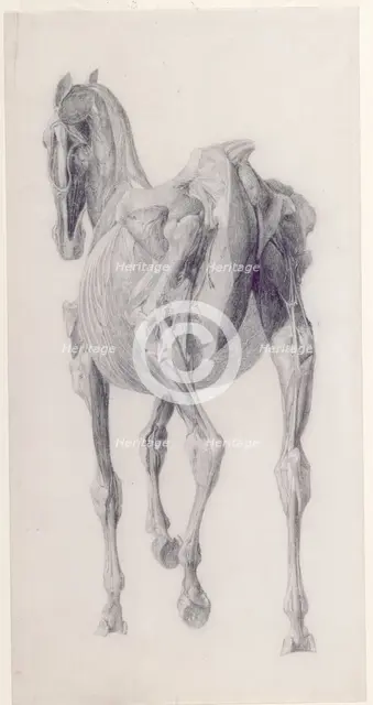 Finished study for 'The Fourteenth Anatomical Table of the Muscles ... of the Horse', 1756. Creator: George Stubbs.