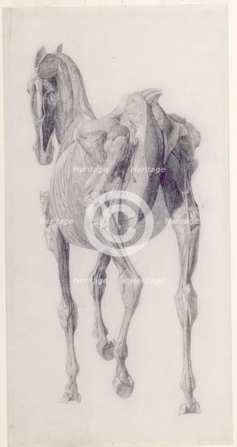 Finished study for 'The Fourteenth Anatomical Table of the Muscles ... of the Horse', 1756. Creator: George Stubbs.