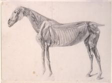 Finished study for The Fourth Anatomical Table of the Muscles ... of the Horse 1756. Creator: George Stubbs