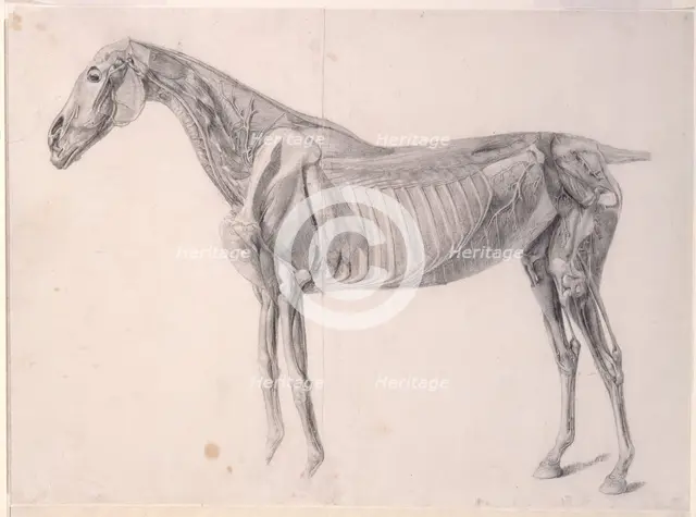 Finished study for 'The Fourth Anatomical Table of the Muscles ... of the Horse', 1756. Creator: George Stubbs.