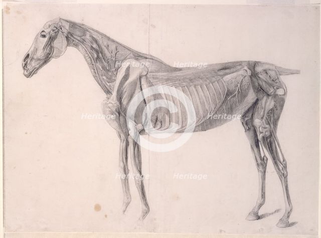 Finished study for 'The Fourth Anatomical Table of the Muscles ... of the Horse', 1756. Creator: George Stubbs.