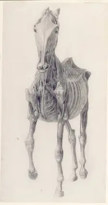 Finished study for The Ninth Anatomical Table of the Muscles ... of the Horse 1756. Creator: George Stubbs