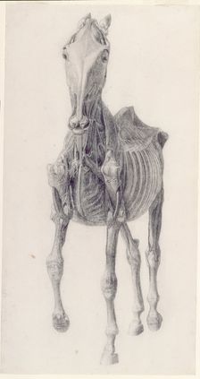 Finished study for The Ninth Anatomical Table of the Muscles ... of the Horse 1756. Creator: George Stubbs