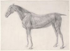 Finished study for The Second Anatomical Table of the Muscles ... of the Horse 1756. Creator: George Stubbs