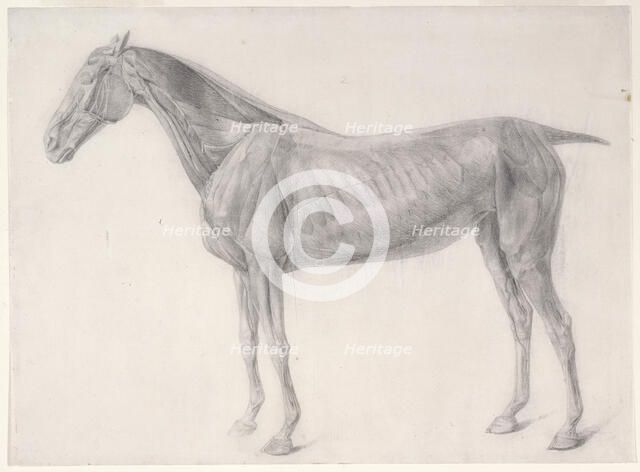 Finished study for 'The Second Anatomical Table of the Muscles ... of the Horse', 1756. Creator: George Stubbs.