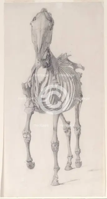 Finished study for 'The Second Anatomical Table of the Skeleton of the Horse', 1756. Creator: George Stubbs.