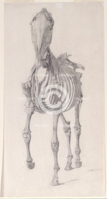 Finished study for 'The Second Anatomical Table of the Skeleton of the Horse', 1756. Creator: George Stubbs.