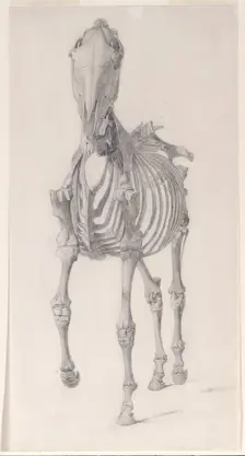 Finished study for The Second Anatomical Table of the Skeleton of the Horse 1756. Creator: George Stubbs