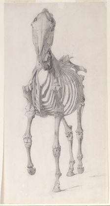 Finished study for The Second Anatomical Table of the Skeleton of the Horse 1756. Creator: George Stubbs