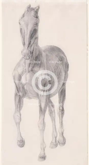 Finished study for 'The Seventh Anatomical Table of the Muscles ... of the Horse', 1756. Creator: George Stubbs.