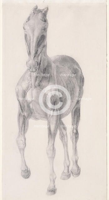 Finished study for 'The Seventh Anatomical Table of the Muscles ... of the Horse', 1756. Creator: George Stubbs.