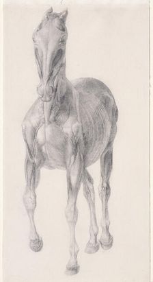 Finished study for The Seventh Anatomical Table of the Muscles ... of the Horse 1756. Creator: George Stubbs
