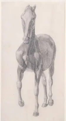 Finished study for The Sixth Anatomical Table of the Muscles ... of the Horse 1756. Creator: George Stubbs