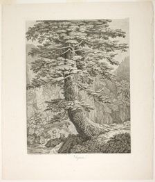 Fir Tree, 1801/02. Creator: Jacob Philip Hackert