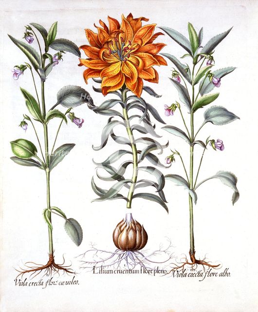 Fire Lily and Viola, from 'Hortus Eystettensis', by Basil Besler (1561-1629), pub. 1613 (hand-colour