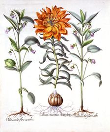 Fire Lily and Viola, from Hortus Eystettensis by Basil Besler (1561-1629), pub. 1613 (hand-colour
