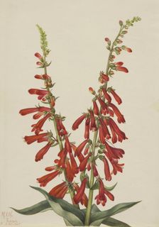 Fire Pentstemon (Pentstemon eatonii), 1927. Creator: Mary Vaux Walcott