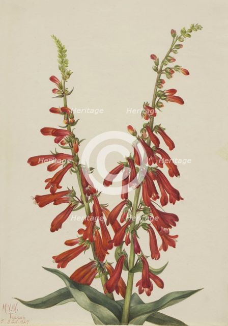 Fire Pentstemon (Pentstemon eatonii), 1927. Creator: Mary Vaux Walcott.
