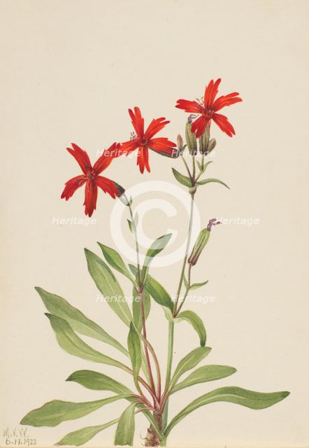 Fire Pink (Silene virginica), 1932. Creator: Mary Vaux Walcott.