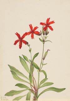 Fire Pink (Silene virginica), 1932. Creator: Mary Vaux Walcott