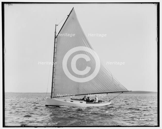 Firefly, between 1880 and 1899. Creator: Unknown.