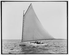 Firefly, between 1880 and 1899. Creator: Unknown