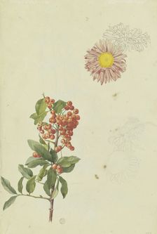 Firethorn and Chrysanthemum, 1817. Creator: Franz Theobald Horny