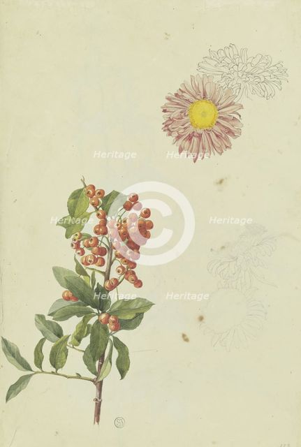 Firethorn and Chrysanthemum, 1817. Creator: Franz Theobald Horny.
