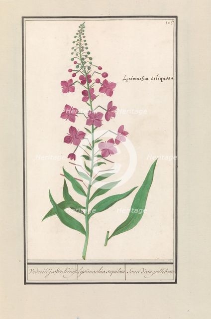 Fireweed (Chamerion angustifolium), 1596-1610. Creators: Anselmus de Boodt, Elias Verhulst.