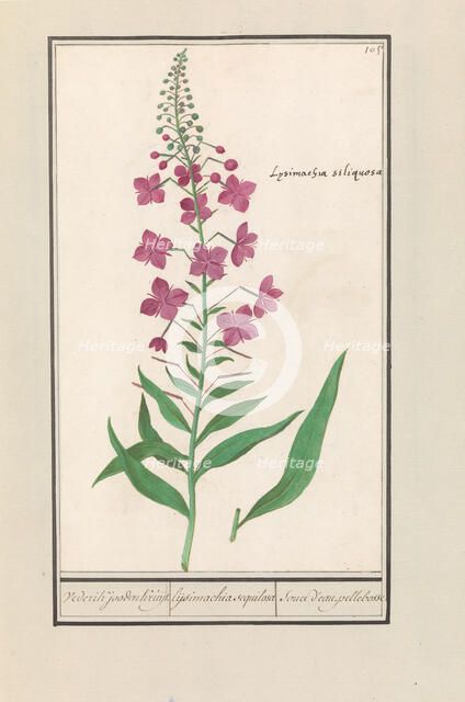 Fireweed (Chamerion angustifolium), 1596-1610. Creators: Anselmus de Boodt, Elias Verhulst.