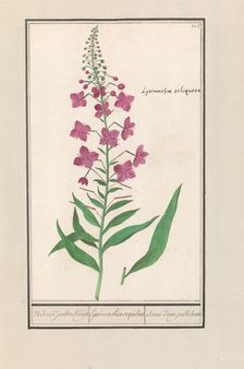 Fireweed (Chamerion angustifolium), 1596-1610. Creators: Anselmus de Boodt, Elias Verhulst