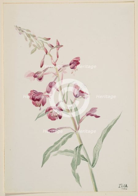 Fireweed (Epilobium angustifolium), 1902. Creator: Mary Vaux Walcott.