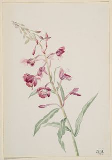 Fireweed (Epilobium angustifolium), 1902. Creator: Mary Vaux Walcott
