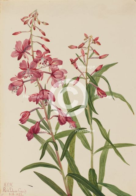 Fireweed (Epilobium angustifolium), 1922. Creator: Mary Vaux Walcott.