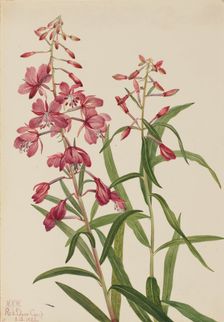 Fireweed (Epilobium angustifolium), 1922. Creator: Mary Vaux Walcott