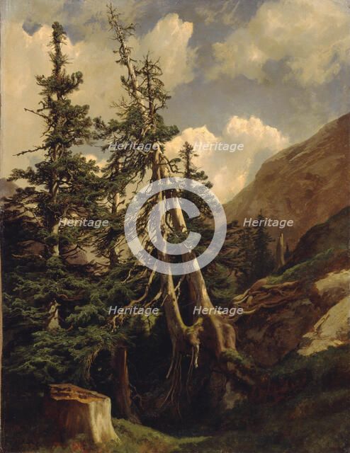 Firs in the mountains.