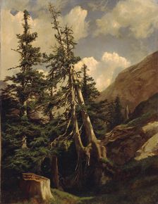 Firs in the mountains